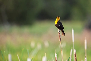 Select Focus Prints: Yellow Headed Blackbird in the national bison range, montana