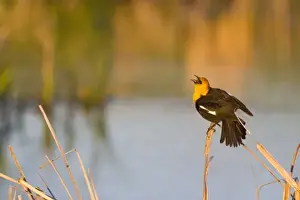 Mission Valley Prints: Yellow Headed Blackbird singing in cattails in the Mission Valley of Montana