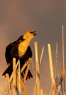 Prints of Yellow headed blackbird singing in cattails at Ninepipe National Wildlife Refuge near Ronan, Montana, USA. (Editorial Use Only) Images Dated 2024 September: Yellow headed blackbird singing in cattails at Ninepipe National Wildlife Refuge near Ronan