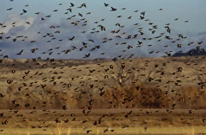 Yellow-headed and red-winged blackbirds in refuge at Bosque del Apache, New Mexico