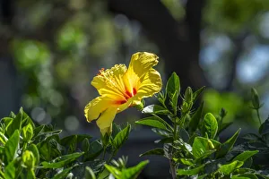 Floral And Botanical Prints: Yellow Hibiscus
