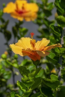 Yellow Hibiscus