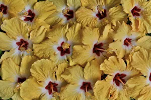 Maui Prints: Yellow hibiscus flower grouping, Maui, Hawaii