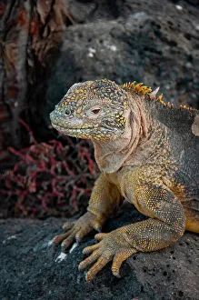 Ugly Prints: Yellow iguanas are found on six islands in the Galapagos. Color varies slightly by island
