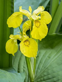 Delaware Prints: Yellow iris in a boggy environment