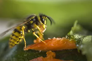 Images Dated 8th July 2007: Yellow Jacket munching on Salmon