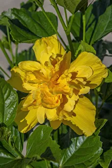 Images Dated 22nd January 2021: Yellow Japanese Rose