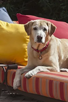 Lying Down Prints: Yellow labrador on bright patio recliner (PR)