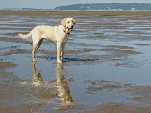 Images Dated 31st October 2024: Yellow Labrador dog on a beach