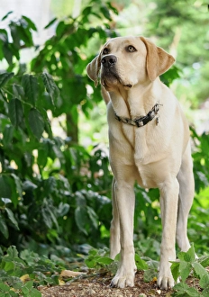 Images Dated 31st October 2024: Yellow Labrador dog outdoors looking alertly at something
