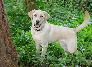 Images Dated 3rd September 2024: Yellow Labrador dog portrait outdoors