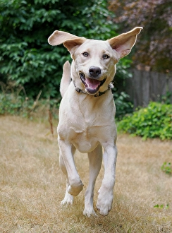 Images Dated 31st October 2024: Yellow Labrador dog running toward camera