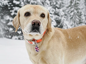 Images Dated 3rd September 2024: Yellow Labrador portrait outdoors in snow
