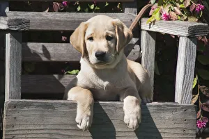 Shorthaired Prints: Yellow labrador puppy sitting on wooden chair (PR)