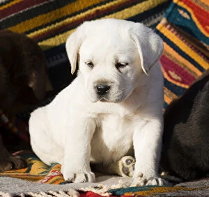 A Yellow Labrador Retriever puppy sitting on Southwestern blanket