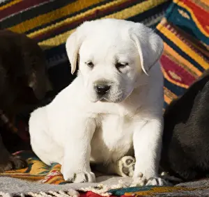 Gundog Prints: A Yellow Labrador Retriever puppy sitting on Southwestern blanket