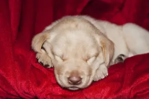 A Yellow Labrador Retriever puppy sleeping on a red blanket
