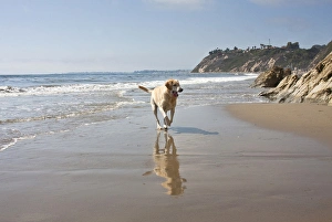 Santa Barbara Prints: A Yellow Labrador Retriever reflecting in the sand and surf at Hendreys Beach