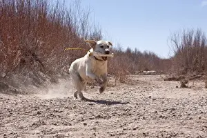 Images Dated 14th March 2012: A Yellow Labrador Retriever running with a retrieving dummy in his mouth