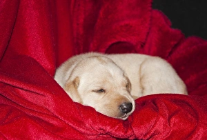 Peace Prints: A Yellow Labrador Retriever sleeping on a red blanket