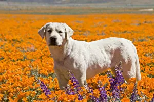 Images Dated 14th April 2008: Yellow Labrador Retriever standing in a field of poppies at Antelope Valley California