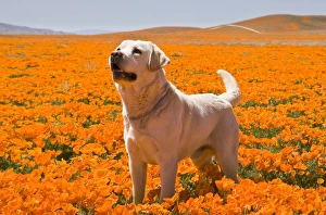 Images Dated 14th April 2008: Yellow Labrador Retriever standing in a field of poppies at Antelope Valley California