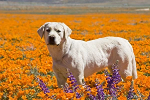 Sporting Group Prints: Yellow Labrador Retriever standing in a field of poppies at Antelope Valley California