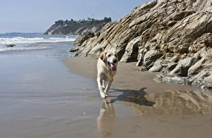 Santa Barbara Prints: A Yellow Labrador Retriever walking in the sand at Hendreys Beach in Santa Barbara