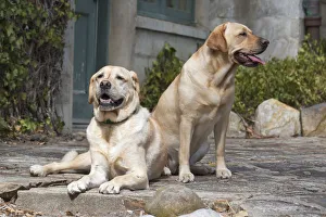 Nostalgia Prints: Yellow Labrador Retrievers sitting on rock patio