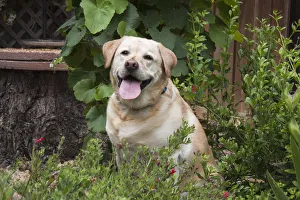 Ventura Prints: Yellow labrador sitting in garden (PR)