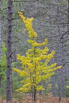 Wetmore Prints: Yellow Maple tree in pine forest in fall, Alger County, Michigan