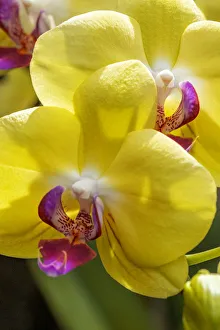 Images Dated 22nd January 2021: Yellow Moon Orchid