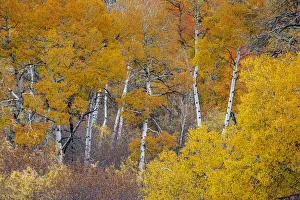 Greater Yellowstone Prints: Yellow and orange Aspen trees with prominent trunks, Teton Valley, Wyoming