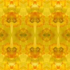 Abstract Collection: Yellow and orange daffodil abstract