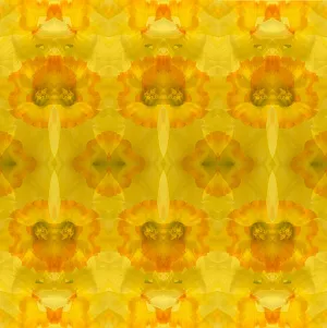 Abstract Collection: Yellow and orange daffodil abstract