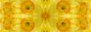 Yellow and orange daffodil abstract panoramic