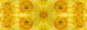 Abstract Collection: Yellow and orange daffodil abstract panoramic