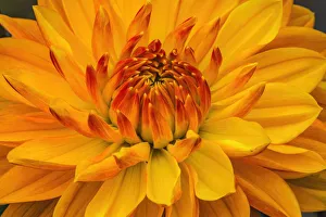 Decorative Prints: Yellow, orange dahlia blooming macro