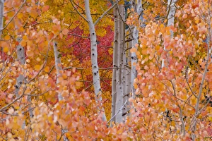 Wasatch Prints: Yellow, Orange, and Red Aspens