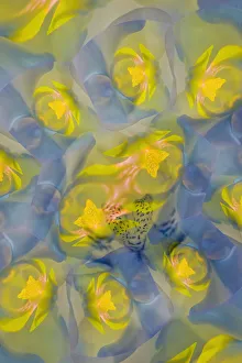 Orchid Prints: Yellow orchid flower, Florida