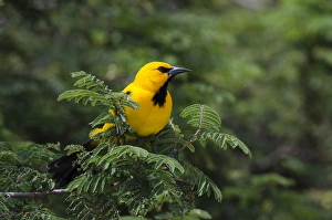 Netherlands Antilles Prints: Yellow Oriole (Icterus nigrogularis) BONAIRE, Netherlands Antilles, Caribbean