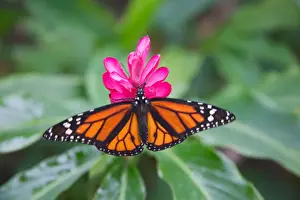 Wingspan Prints: Yellow-patch Longwing (Heliconius clysonymus) on pink flower, Panama