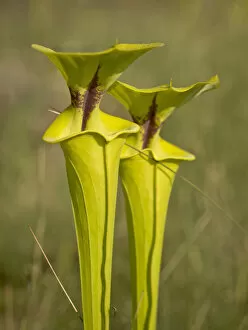 Images Dated 16th April 2008: Yellow pitcher plants, Apalachicola National Forest, Florida Panhandle