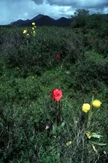 Images Dated 17th May 2007: Yellow Poppies (Meconopsis integrifolia) and Red Poppies near Chinas Jiuzhaigou National Park