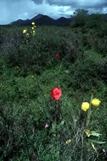 Yellow Poppies (Meconopsis integrifolia) and Red Poppies near Chinas Jiuzhaigou National Park