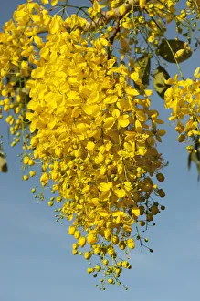 Netherlands Antilles Prints: Yellow Poui (Cybistax donnell-smithii) BONAIRE, Netherlands Antilles, Caribbean