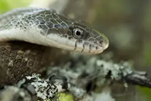 Telfair County Prints: Yellow Rat Snake (Elaphe obsoleta quadrivittata ) CAPTIVE The Orianne Indigo