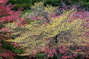 Images Dated 19th January 2024: Yellow and red autumn leaves, Kentucky