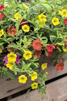 Million Bells Prints: Yellow and red Million Bells, USA