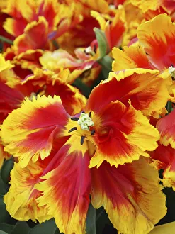 Images Dated 7th April 2011: Yellow and red parrot tulips